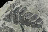 Pennsylvanian Fossil Fern (Neuropteris) Plate - Kentucky #126244-1